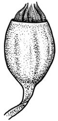 Campylopodium lineare, capsule, moist. Drawn from B.H. Macmillan 84/63, CHR 266242.
 Image: R.C. Wagstaff © Landcare Research 2018 